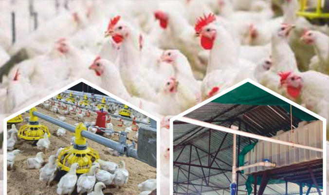 Poultry Farming Water Conditioners / Softeners