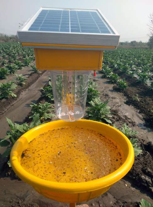 Solar Insect Trap